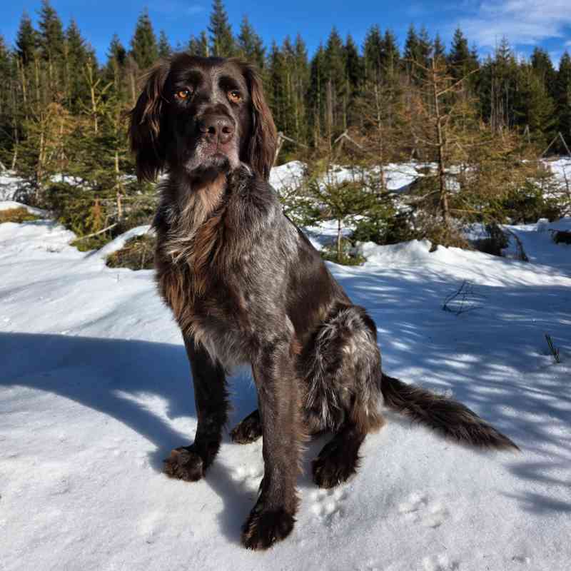 Jarní svod loveckých psů a Den kynologie na Sv. Linhartu