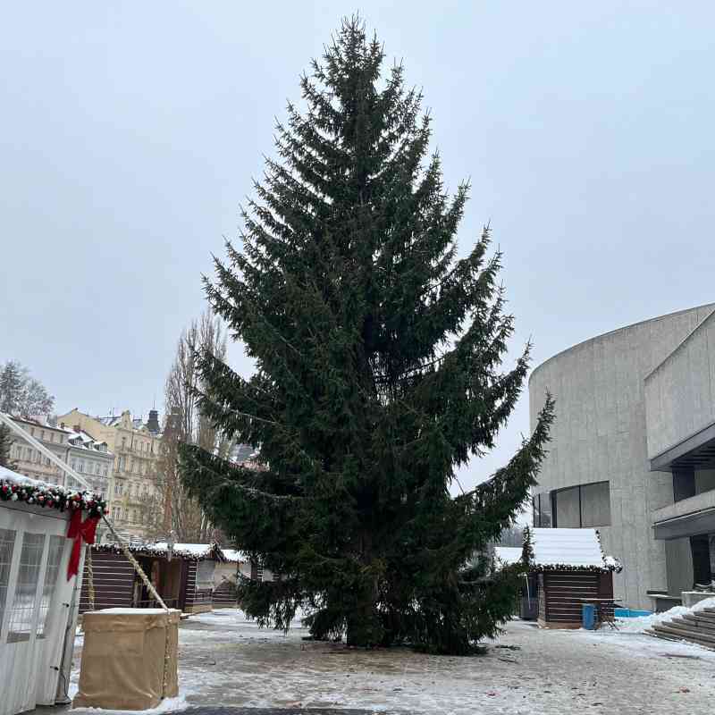 Město má nový vánoční strom. Poničenou douglasku nahradil smrk z Tuhnic