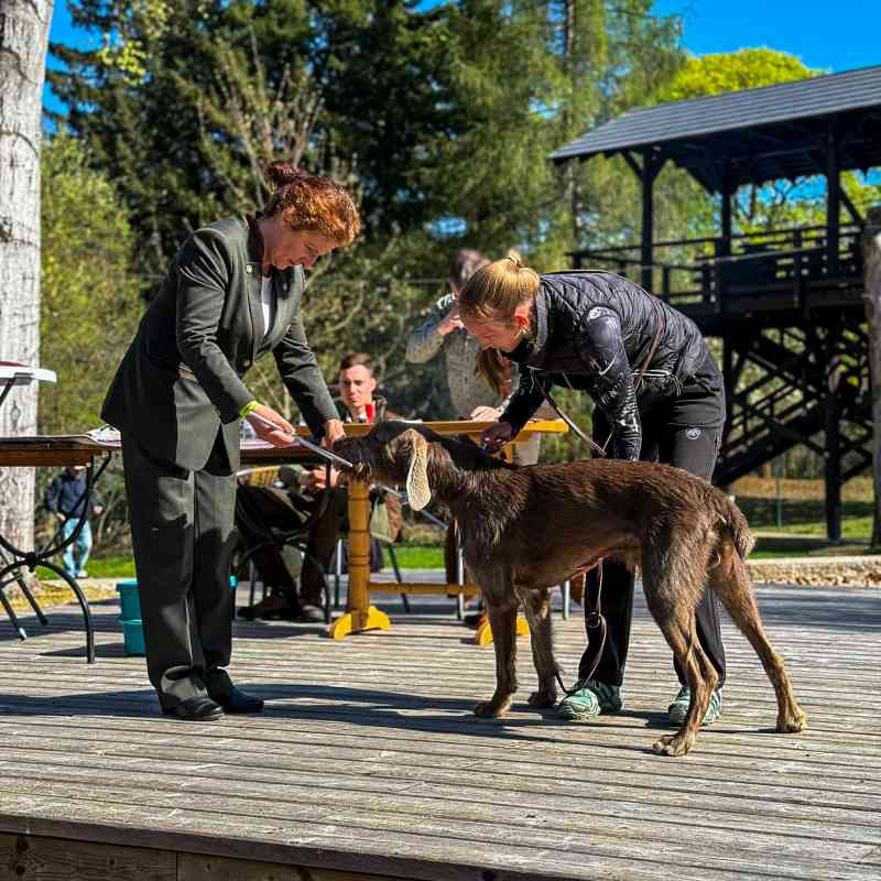 Jarní svod loveckých psů a Den kynologie na Sv. Linhartu v sobotu 18. dubna