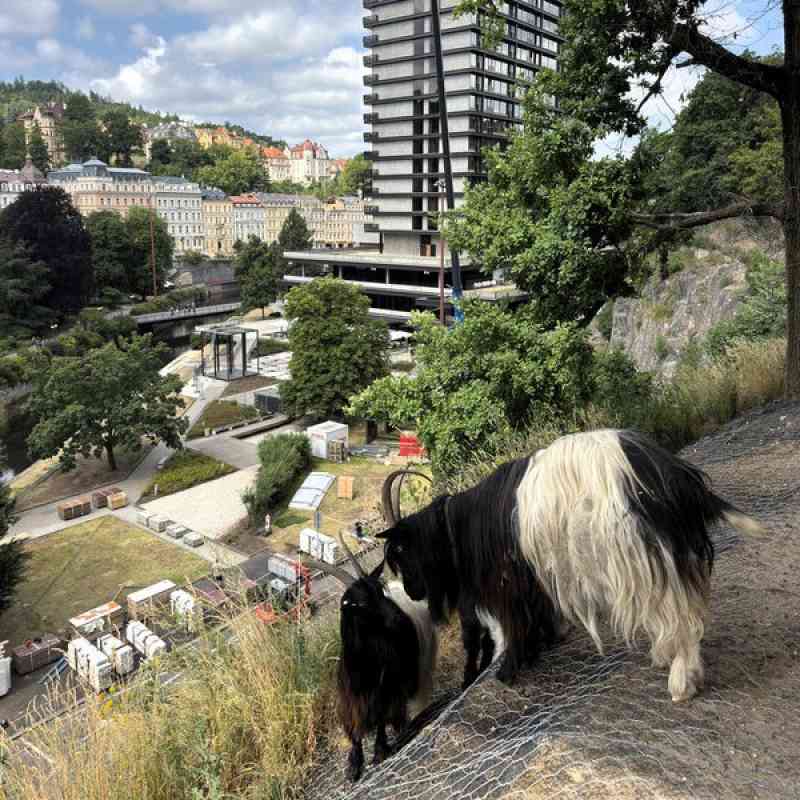 Kozy se vrátily k hotelu Thermal. Už čtvrtým rokem pomáhají tam, kam se technika nedostane