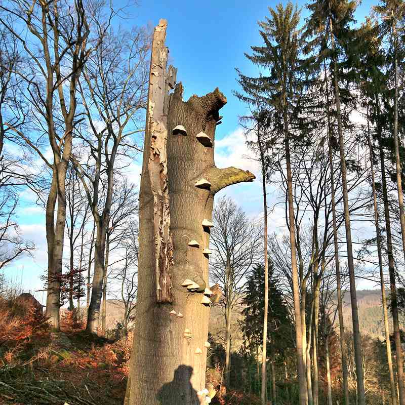Pozvánka na vernisáž výstavy: Zajímavé stromy v lázeňských lesích