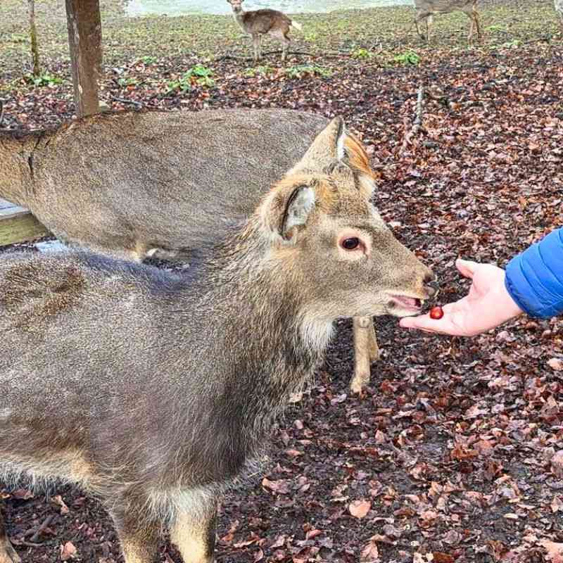 Sběr lesních plodů byl letos rekordní. Pomůže nakrmit zvěř v oborách