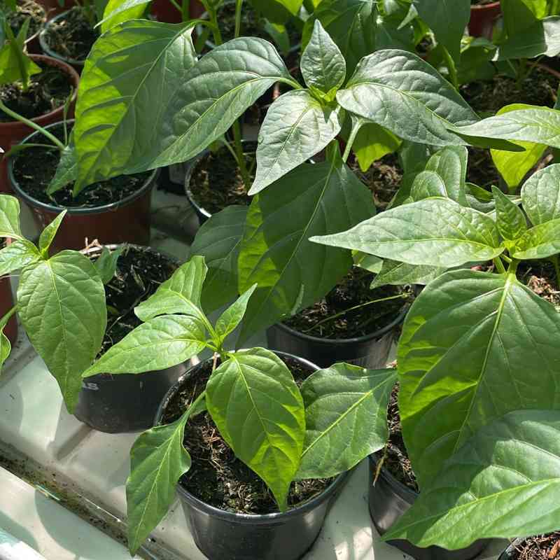 Sazenice od pondělí 27. dubna. V prodeji okurky, papriky, nebo cukety