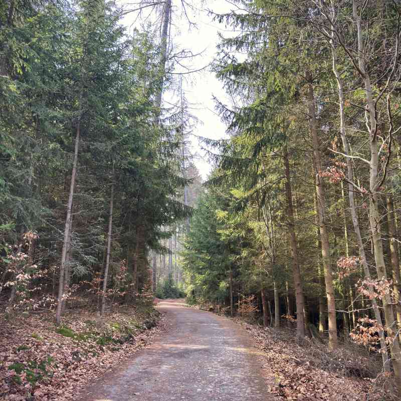 Dočasná uzavírka části Tuhnické stezky kvůli lesnickým pracím