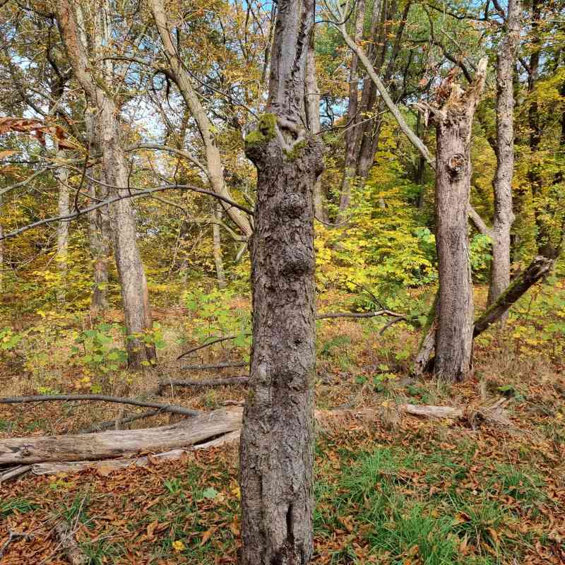Tisková zpráva - 80 % jírovců u Myslivny je napadených klíněnkou a hnilobou, nahradí je odolnější třešně