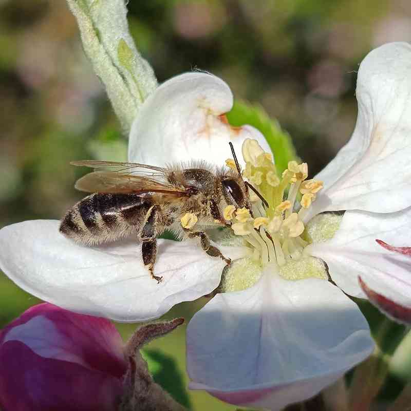 Jarní příroda očima žáků: fotografická soutěž na ZŠ Jana Amose Komenského