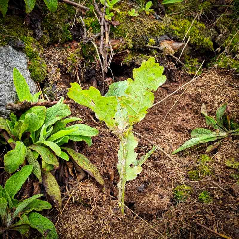 Lázeňské lesy a parky pokračují ve výsadbě nových stromů