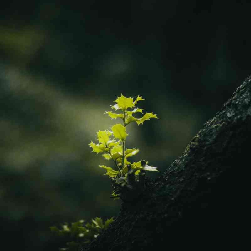 Společně vysadíme nový les. Komentovaná vycházka a sázení nového porostu v sobotu 25. dubna