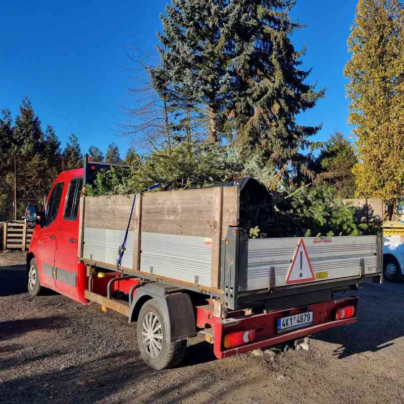 Vánoční stromky se začnou svážet začátkem ledna