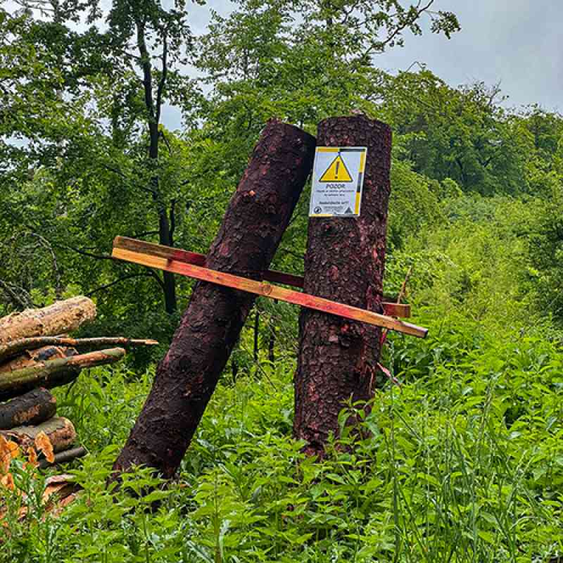 Lázeňské lesy a parky rozšířily opatření pro boj s kůrovcem