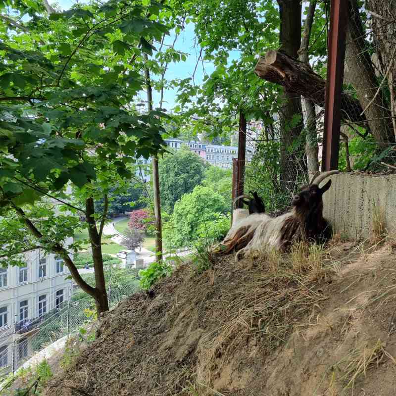 Tisková zpráva - Svahy kolem hotelu Thermal spásají kozy walliserské