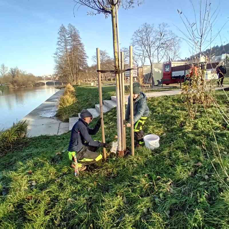 Dřeviny ohrožené bobrem chráníme speciálním nátěrem