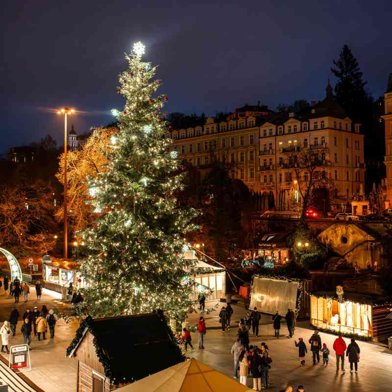 Hledáme vánoční strom pro Karlovy Vary. Ideálním kandidátem je smrk