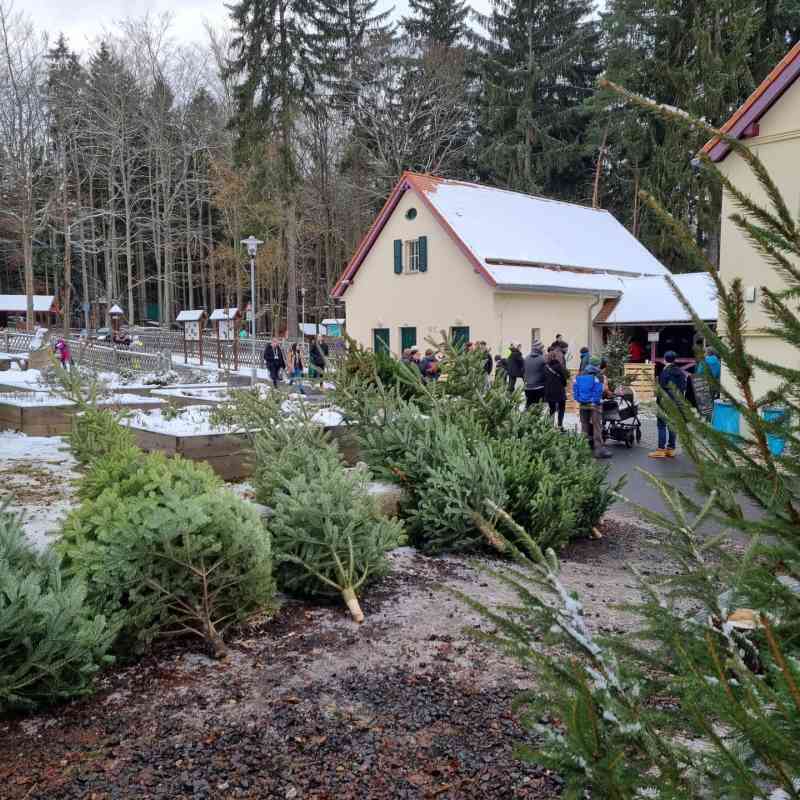 LLPKV zahajují prodej vánočních stromků 8. prosince. Kapři budou v prodeji od 20. 12.
