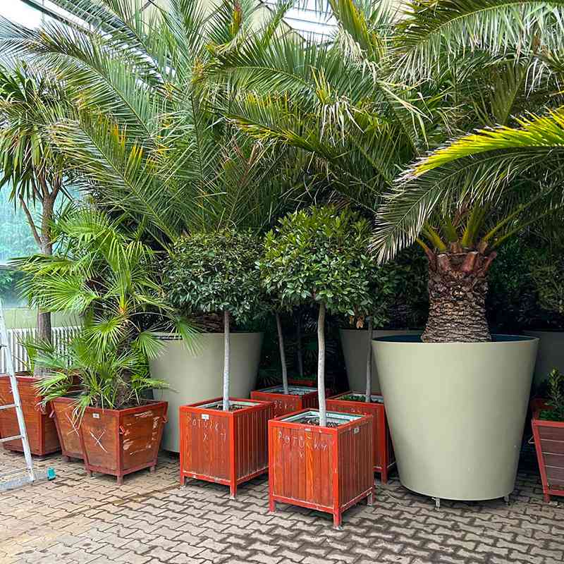 Karlovarské palmy se stěhovaly do zimoviště. Ve speciálním skleníku přečkají až do jara