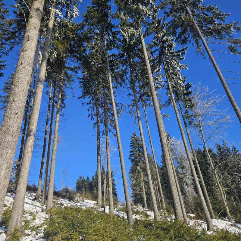 Zásady hospodaření v lázeňských lesích. Důraz na trvalou udržitelnost, stabilitu a přirozenou obnovu