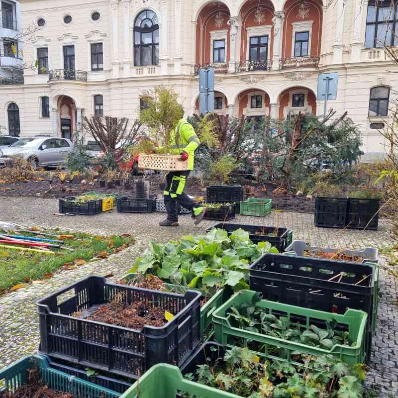 Po ořezu keřů na Divadelním náměstí následovala výsadba okrasných rostlin