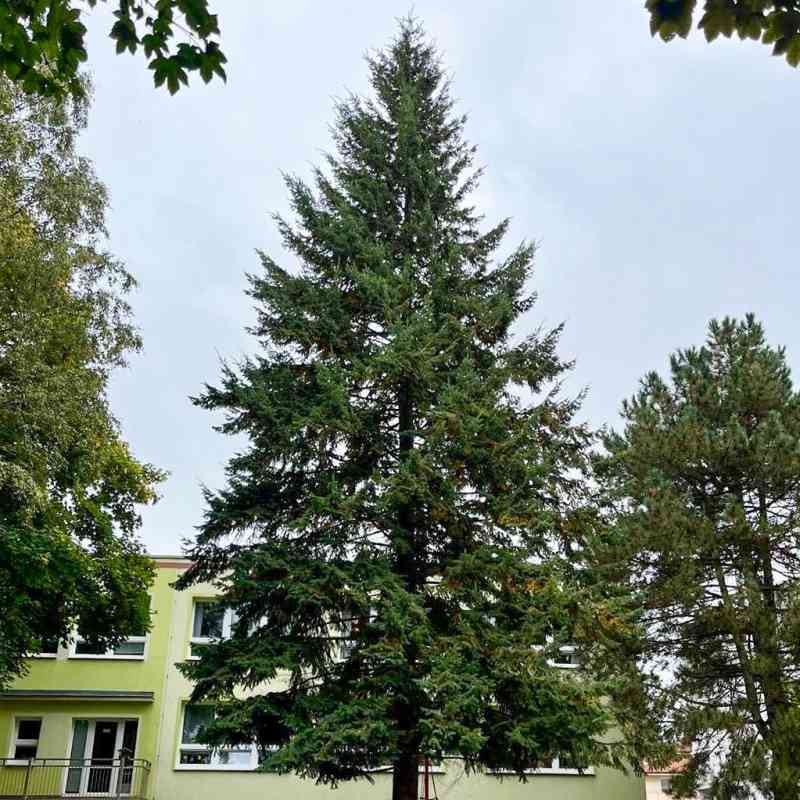 Letošním vánočním stromem Karlových Varů bude douglaska ze Staré Role