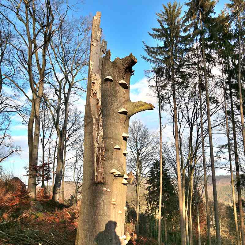 Zajímavé stromy v lázeňských lesích. Výstava na Sv. Linhartu od 26. června