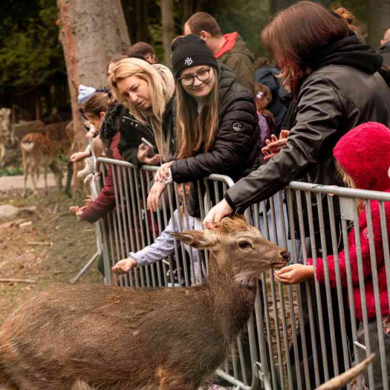Buřty v lese 2025: Déšť návštěvníky neodradil, Svatý Linhart znovu ožil